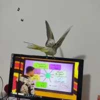 عروس هلندی نرو ماده