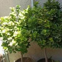 گل و گیاه