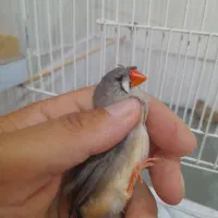 فنچ‌ماده‌کاکولی‌‌‌اماده‌‌‌‌تن‌زدن