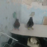 کوهی دم سفیدسلا