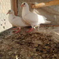 پلاکی سفید جوجه