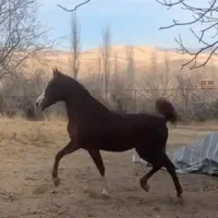 نریان|اسب و تجهیزات اسب‌سواری|سنندج, |دیوار