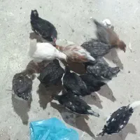 جوج۱۳عدد پنگوئنی