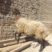 بره میش