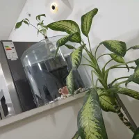 گل دیفن بیخیال فقط 1 تومن