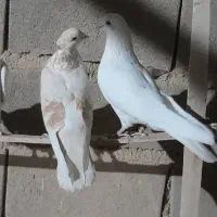 کبوتر پرشی