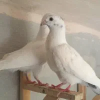 کبوتر دورگ فری و سرخ و زرد کرمونی