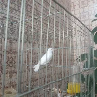 فنچ نرگسی|پرنده|کوهدشت, |دیوار