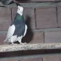 ماده سیاه واکسی