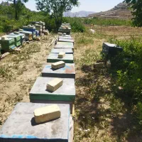 فروش تعدادبیست کلنی زنبور عسل