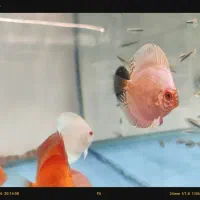 دیسکس خاص برای آکواریوم‌های خاص رسید