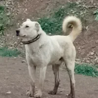 سگ سرابی|سگ|نمین, |دیوار