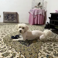 سگ شیتزو گمشده