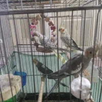 عروس هلندی جفت با جوجه سخنگو