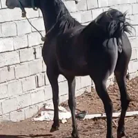 اسب|اسب و تجهیزات اسبسواری|اردبیل, |دیوار