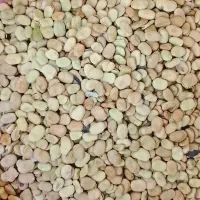 باقالی خشک امساله