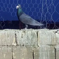 کبوتر زاغ