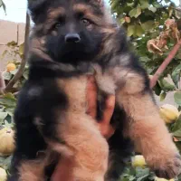 سگ باهوش خانواده ژرمن شپهرد موبلند کینگ FWکوالیتی