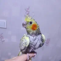 جوجه عروس هلندی