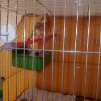 قناری نر وماده