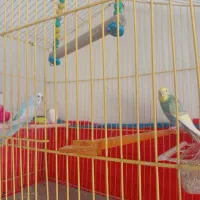 فروش یا معاوضه یک جفت مرغ عشق