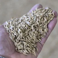 جو دامی و بذری رقم زودرس صحرا درجه یک کیلویی55000