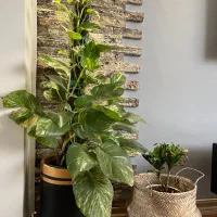 گل طبیعی با گلدان بزرگ مشکی