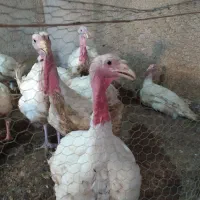 فروش بوقلمون بیوتی
