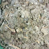خاک کفتر