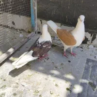 کفتر پشتدار