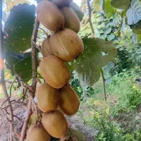 کود ارگانیک سلامت (مهندس محمودی)