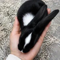 خرگوش