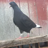 کفتر جوجه پرش سنگین تضمینی ۳ تا یکجا