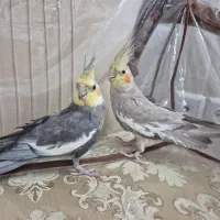 عروس هلندی