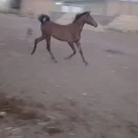 اسب نر