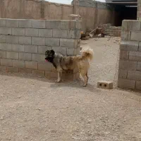 توله سرابی