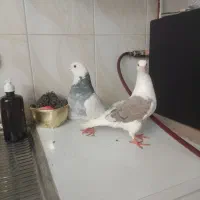 قناری مرغ عشق عروس هلندی