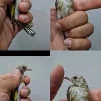 جوجه سهره نر