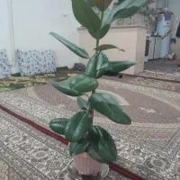 گل فیکوس