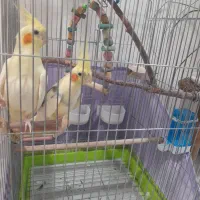 فروش یک جفت عروس هلندی با قفس تمام وسایل