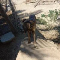 سگ شکاری|سگ|سعدآباد, |دیوار