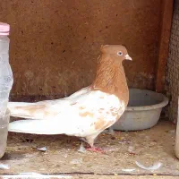 کفتر کله زرد نر