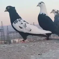 کفتر بوم پرشی