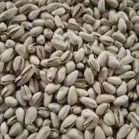 پسته اکبری انس۲۳ درشت و خندان.