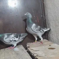 چهار عدد نر پلاکی
