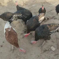 بوقلمون