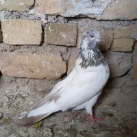 کفتر ماده نهاوند