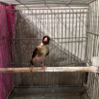 سهره کروات حلب
