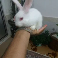 خرگوش|موش و خرگوش|مرند, |دیوار