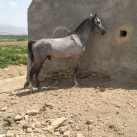 قاطر|اسب و تجهیزات اسبسواری|دهگلان, |دیوار